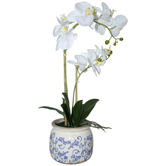 White orchid in blue/white pot 55cm